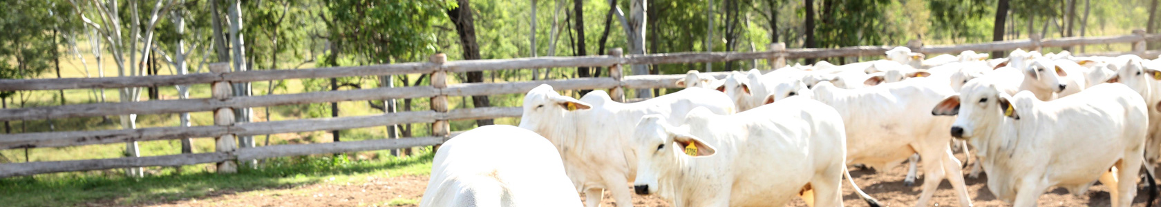 Taktic Wp Acaricidal Dip And Spray For Cattle
